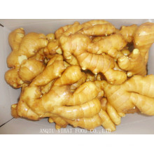 Good Quality Fresh Ginger in Anqiu China